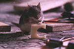 Mouse Hunt photo