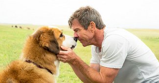 photo for A Dog’s Purpose